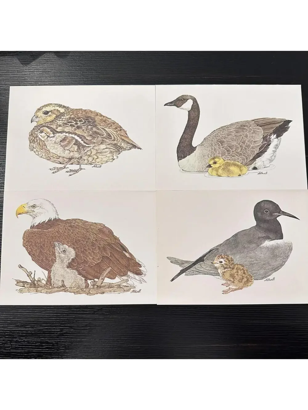 Vintage Current American Wildlife Ecology Cards Assorted Animal 8 Note Cards New